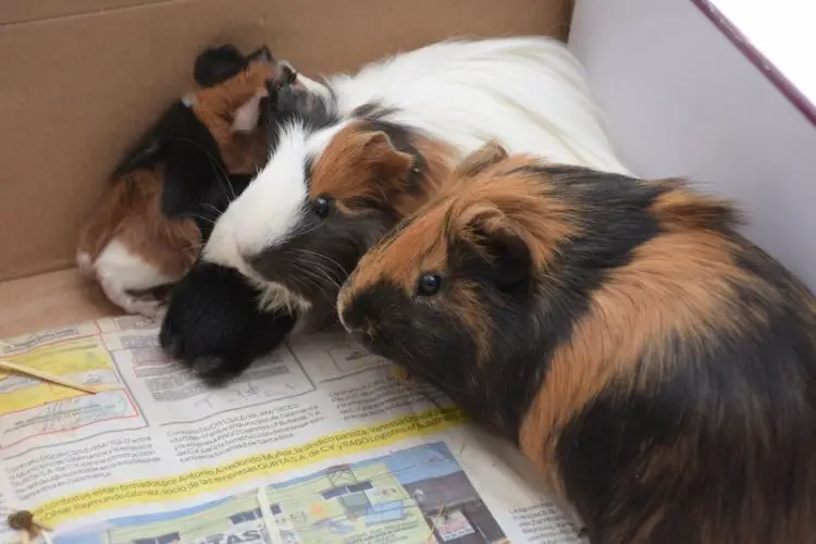 how guinea pigs sleep