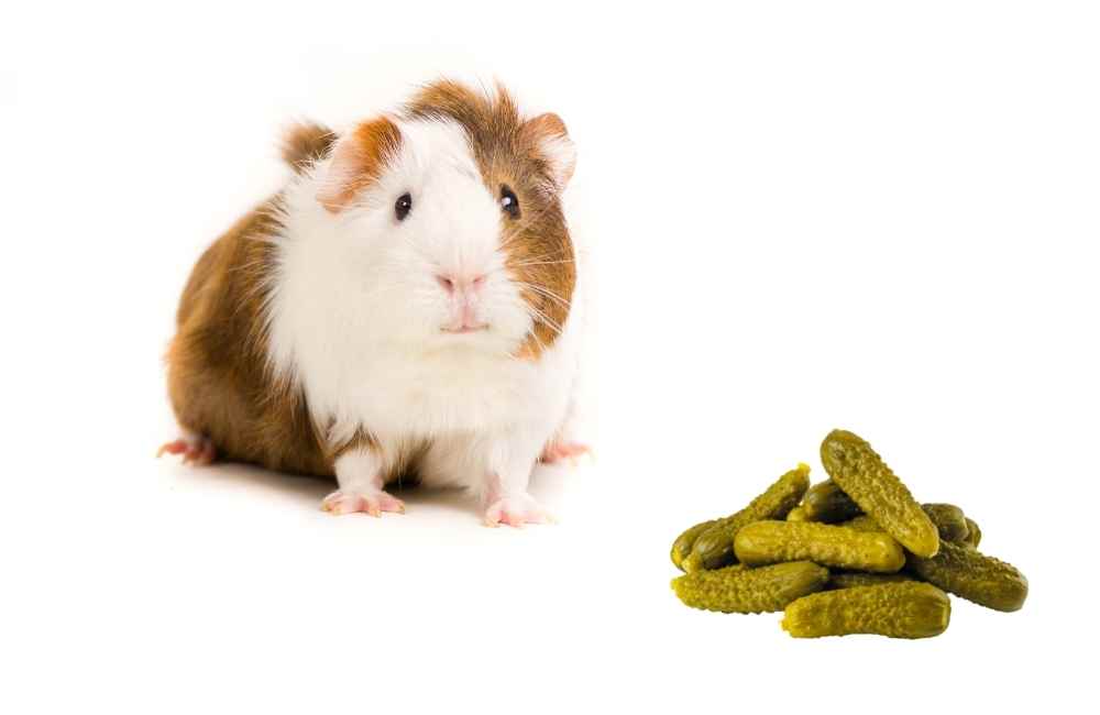 can guinea pigs eat pickles