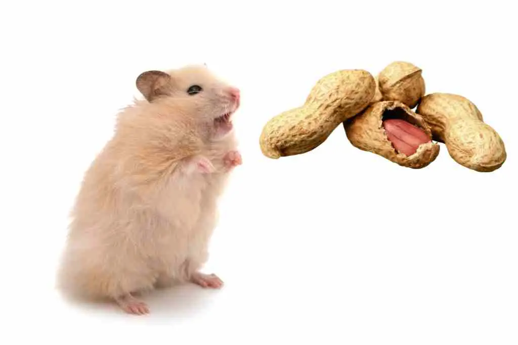 can hamsters eat peanuts