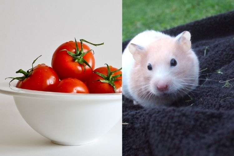 can hamsters eat tomatoes