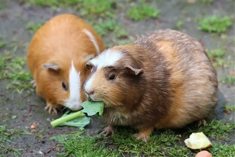can guinea pigs eat spinach