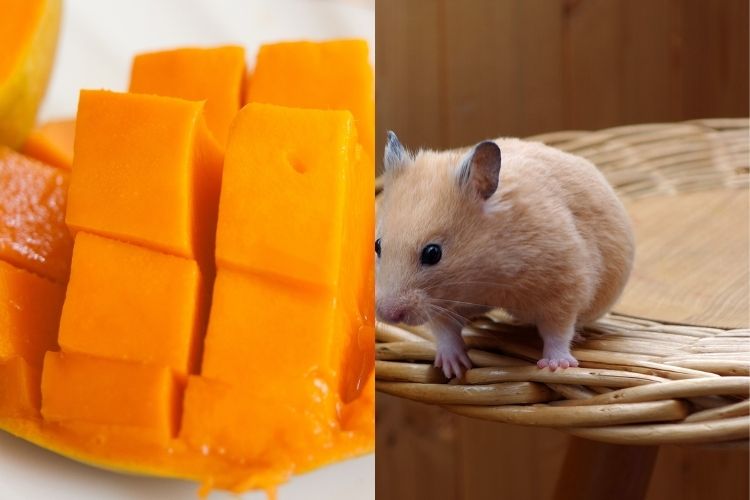 can hamsters eat mango