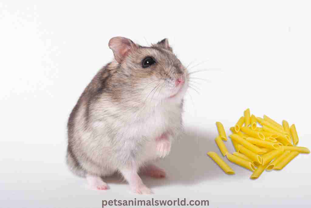 can hamsters eat pasta