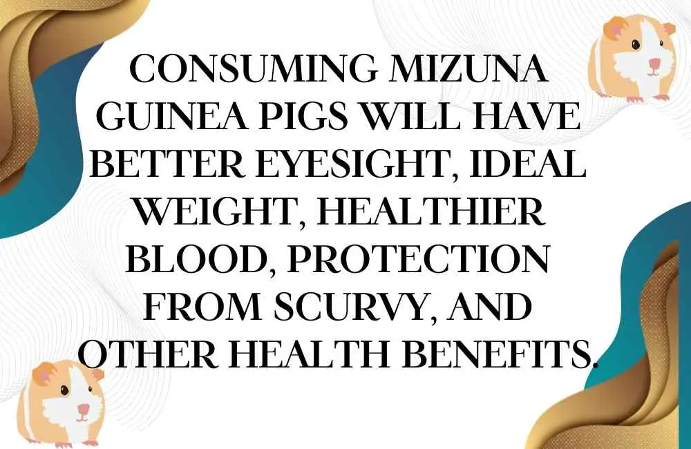 can guinea pigs eat mizuna