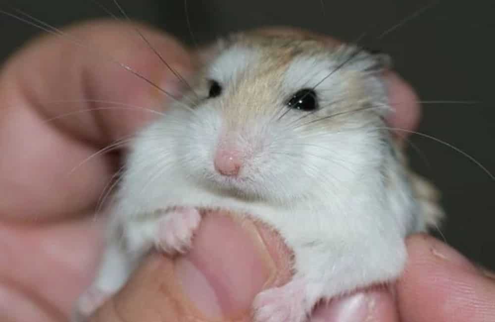 can hamsters eat cranberries