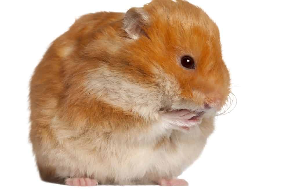 can hamsters eat bean sprouts