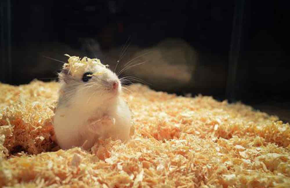 can hamsters breathe under bedding