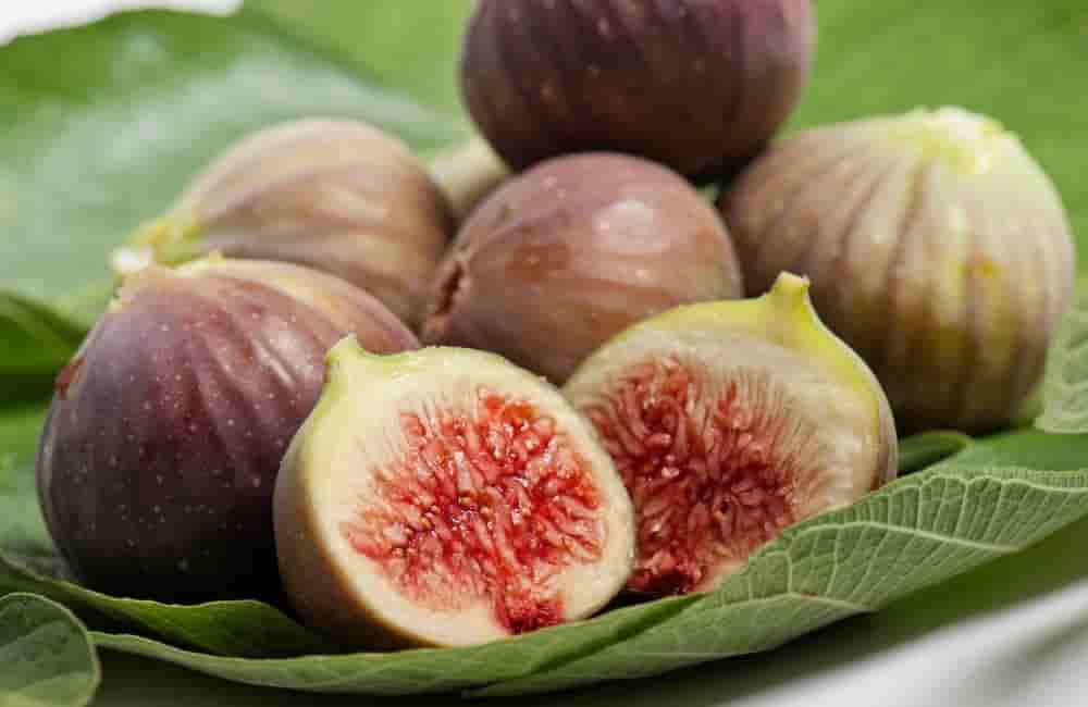 can‌ ‌guinea‌ ‌pigs‌ ‌eat‌ ‌figs