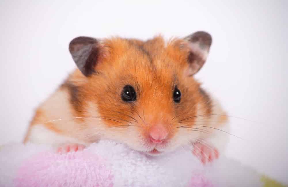 can hamsters eat rose petals