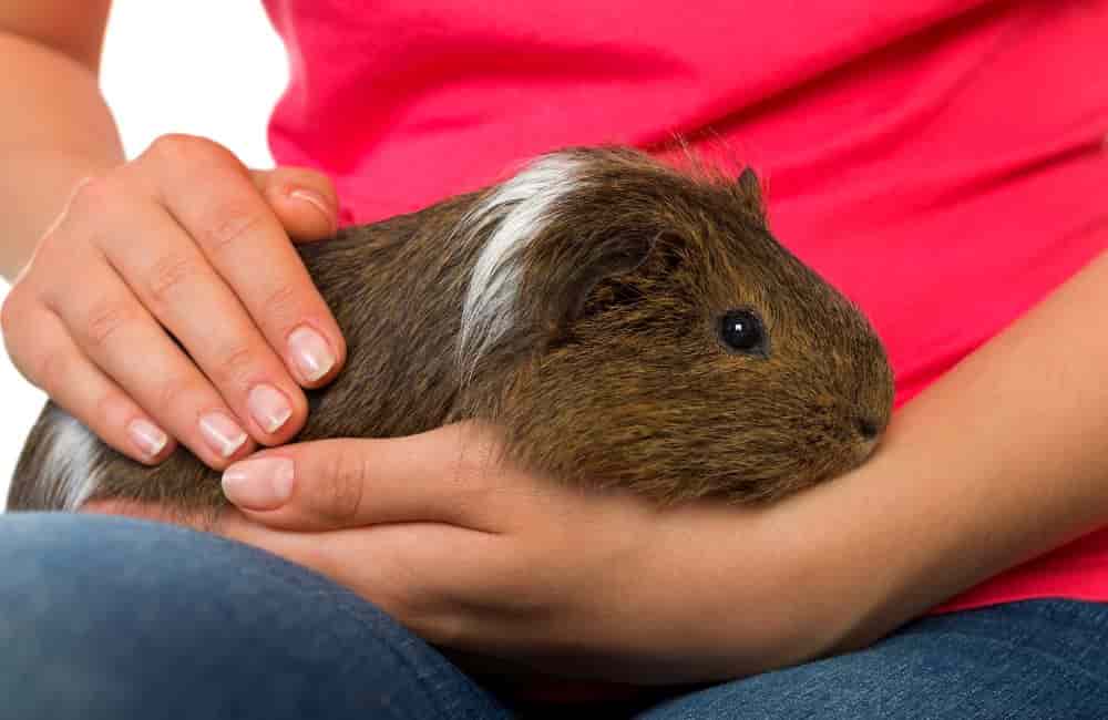 can i keep guinea pigs in my bedroom