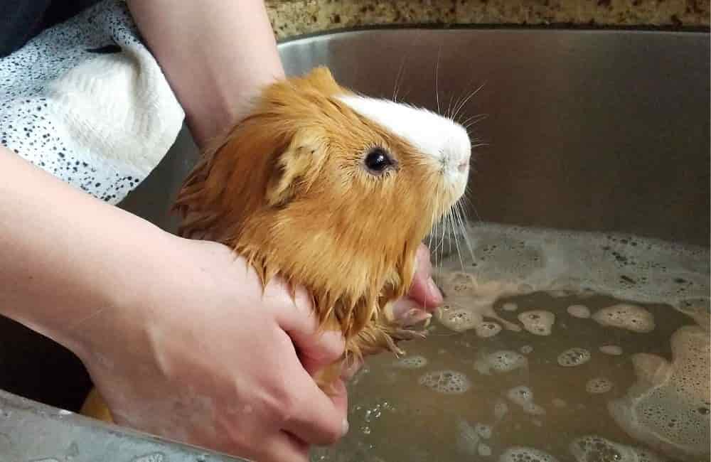 are newborn guinea pigs born with hair