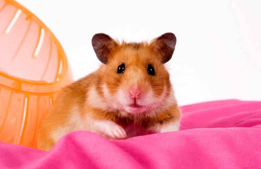 can hamsters eat sweet potato