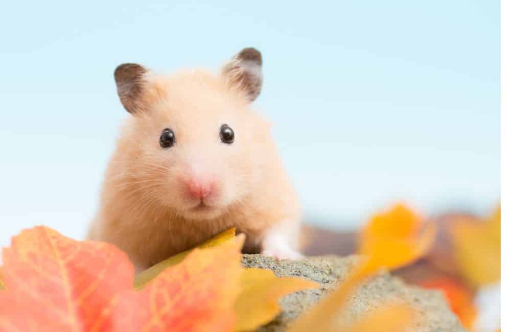 why hamsters have red eyes