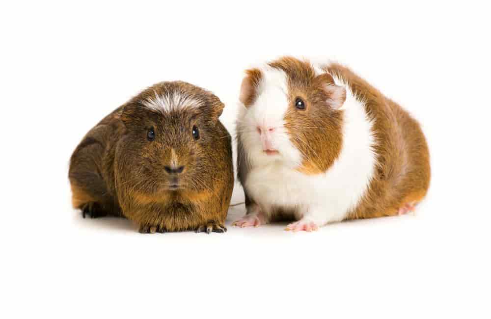 do guinea pigs attract cockroaches