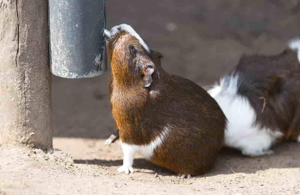 how long can a guinea pigs go without food and water