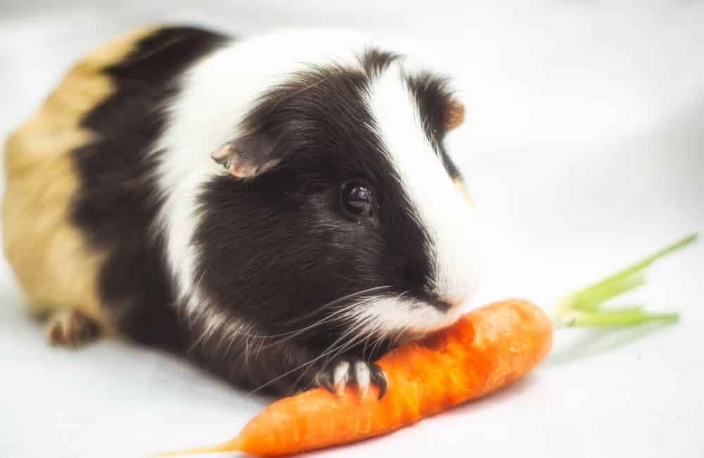 how long can a guinea pigs go without food and water