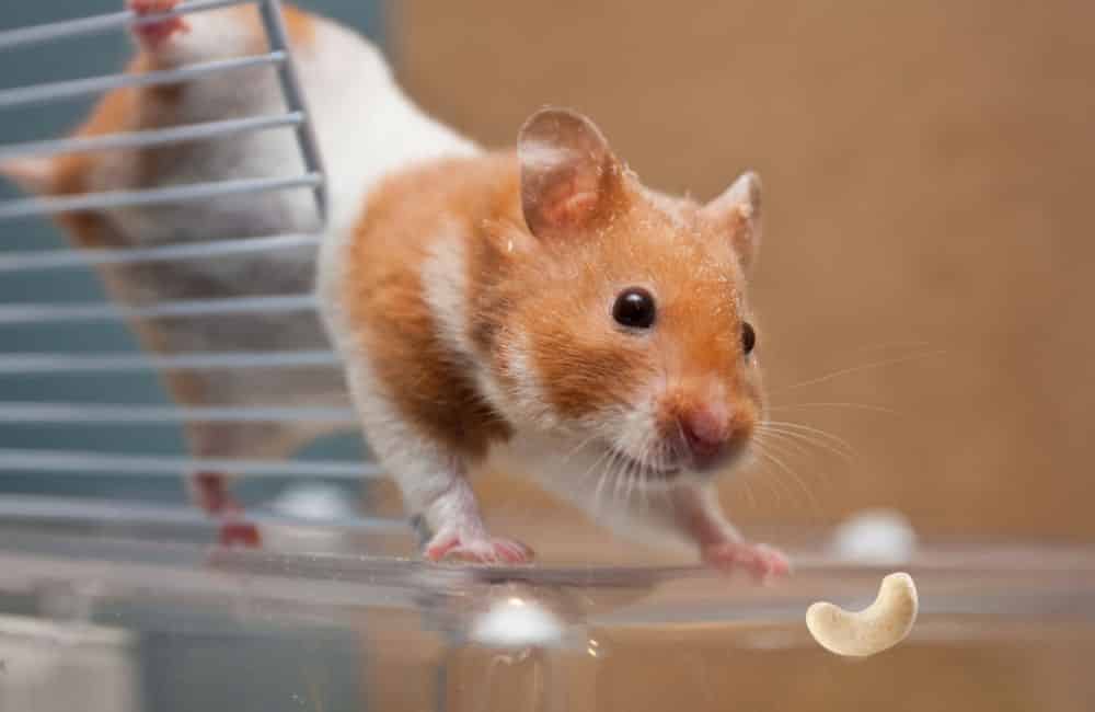 can hamsters eat cashews