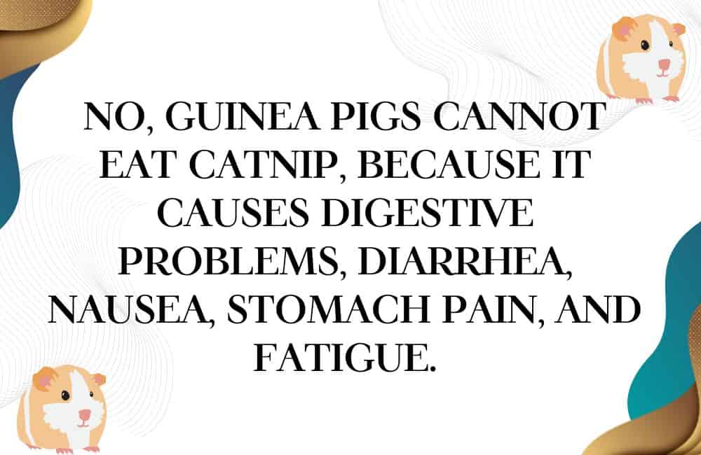 can guinea pigs eat catnip