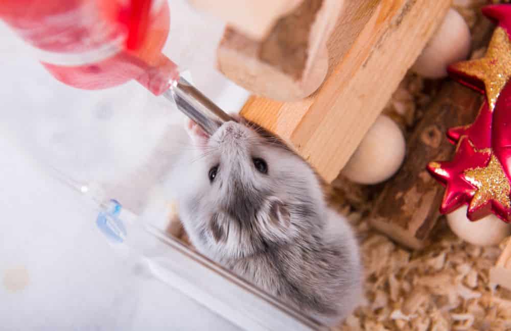 why is my hamster bite the water bottle
