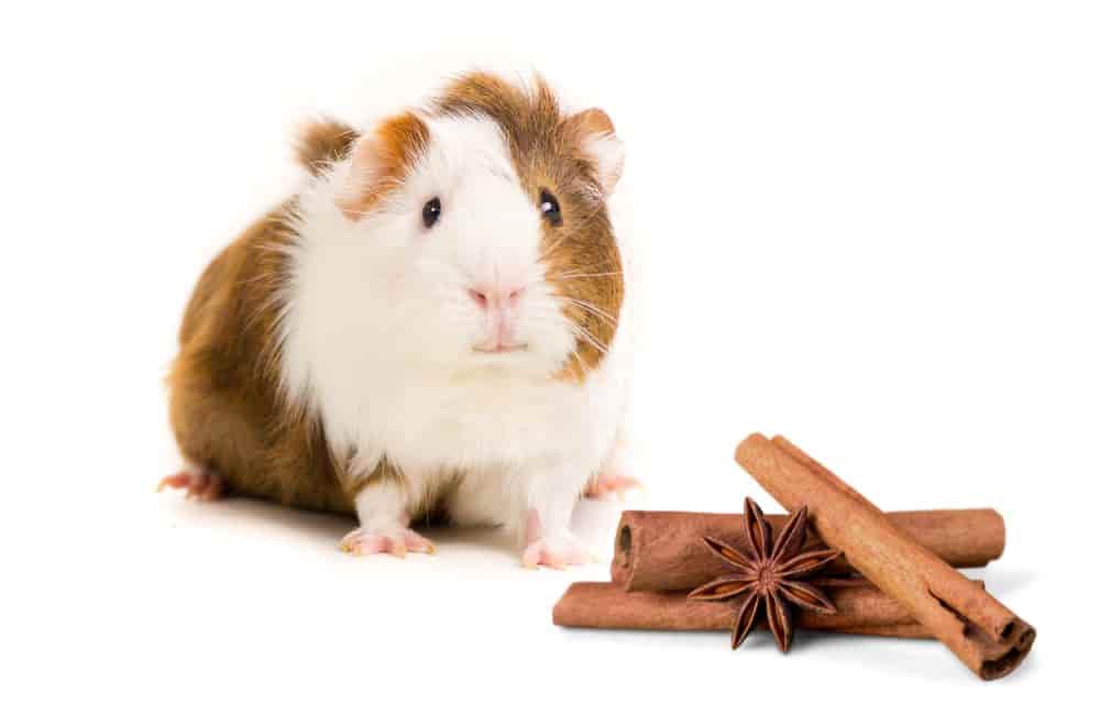can guinea pigs eat cinnamon