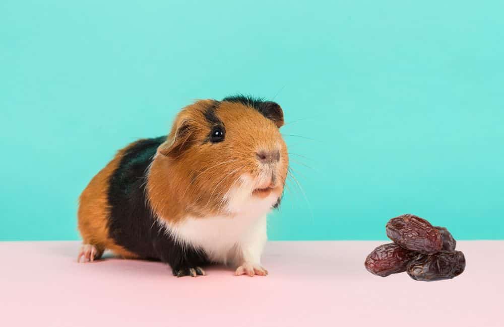 can guinea pigs eat dates