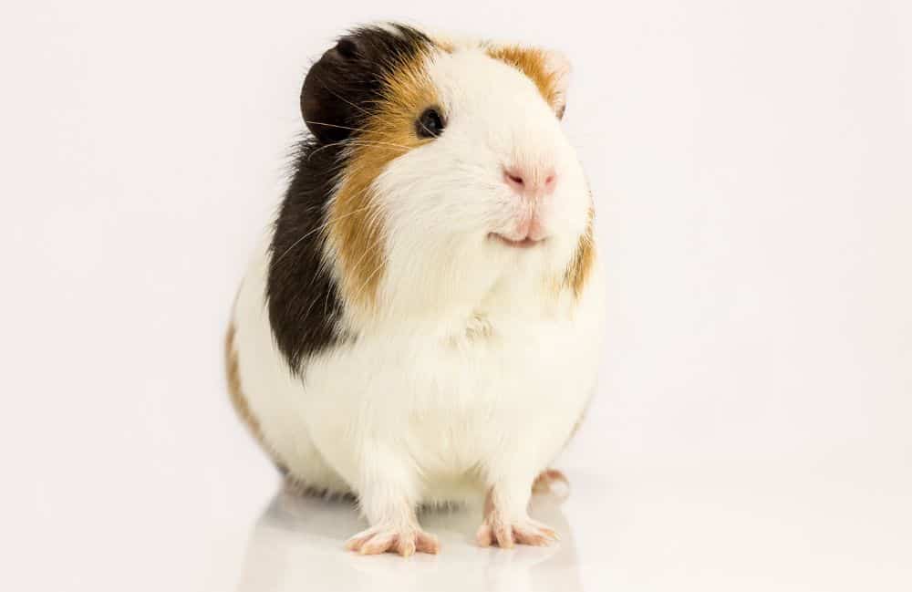 guinea pigs with paralysis