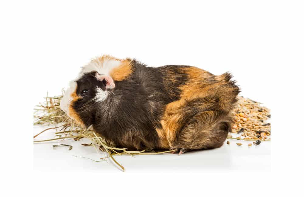 why guinea pigs not eating hay