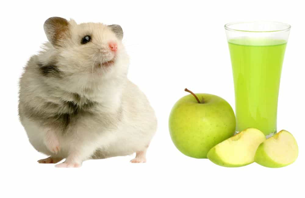 can hamsters drink apple juice