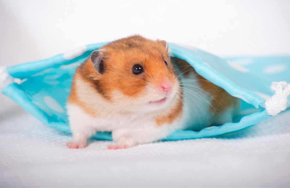 testicular tumors in hamsters 