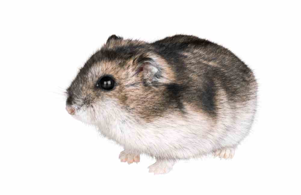 do hamsters get cataracts