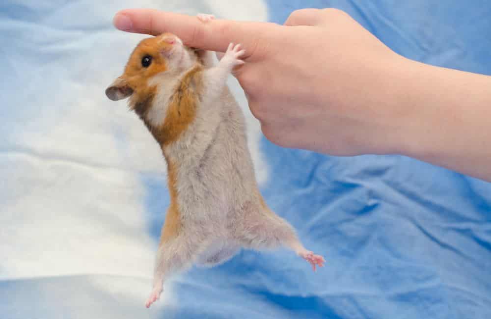 can hamsters die from cushing’s disease
