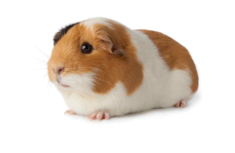 do guinea pigs have belly buttons