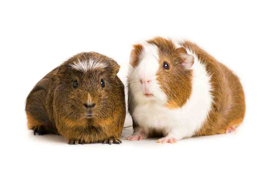 why do guinea pigs die suddenly