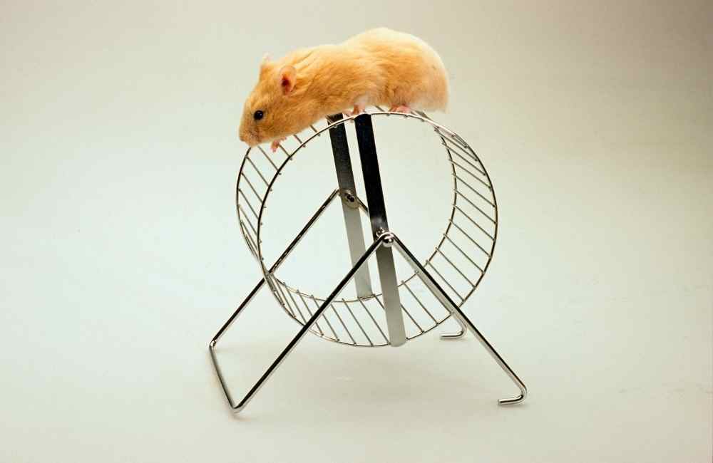 do hamsters get bored In their cage