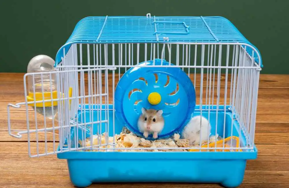 Why Do Hamsters Eat Each Other