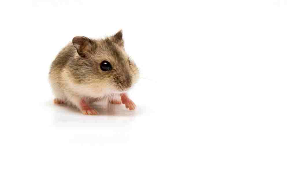 do hamsters need vet