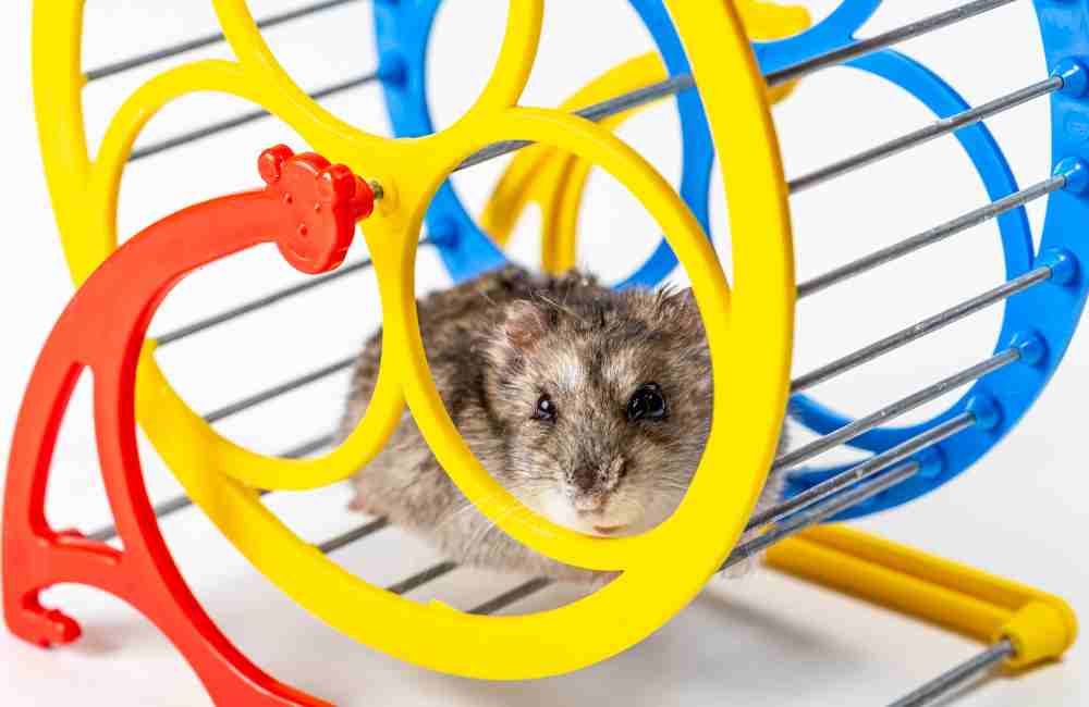how to clean hamster wheels