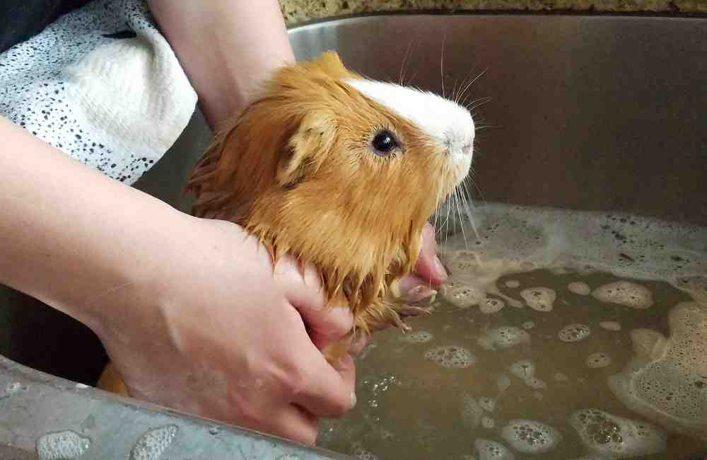 how to bathe a guinea pigs