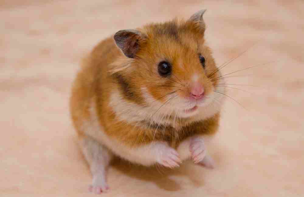 can hamsters eat oreos