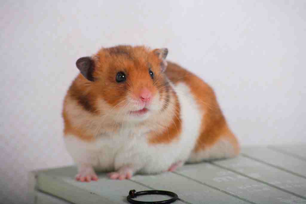 what will happen to my hamster if it eats plastic