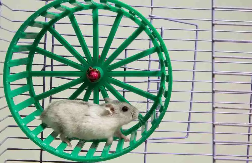 how long can hamsters go without a wheel