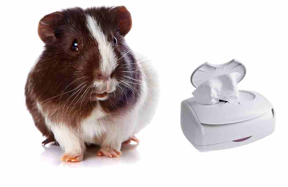 baby wipes on guinea pigs