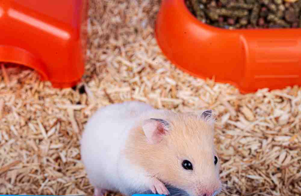 why do hamsters hide food under their bedding