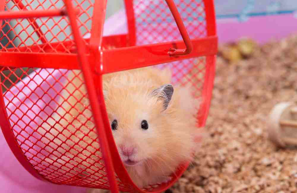 why do hamsters hide food under their bedding