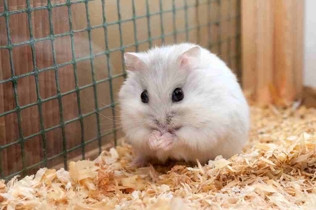 what does hamster poop look like