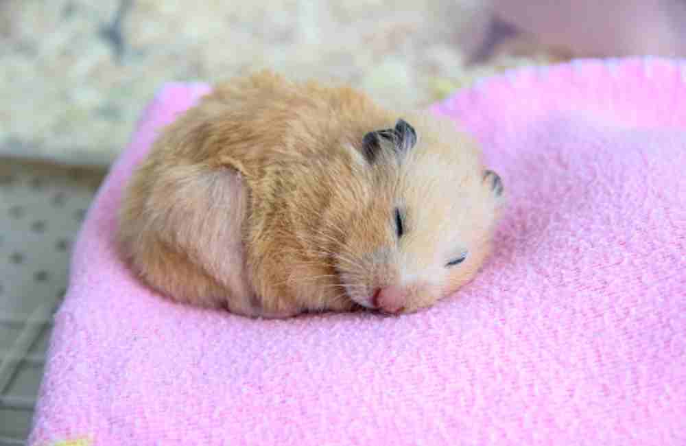 change a hamster’s sleep schedule