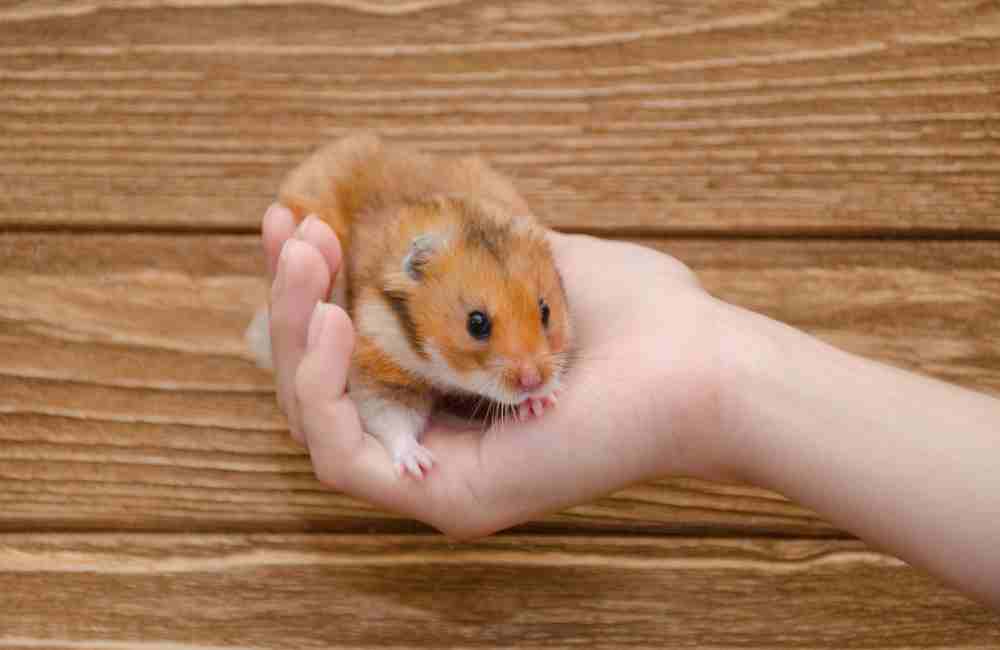 how do you breed syrian hamsters