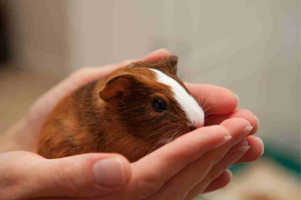 how to keep mice out of guinea pig cage