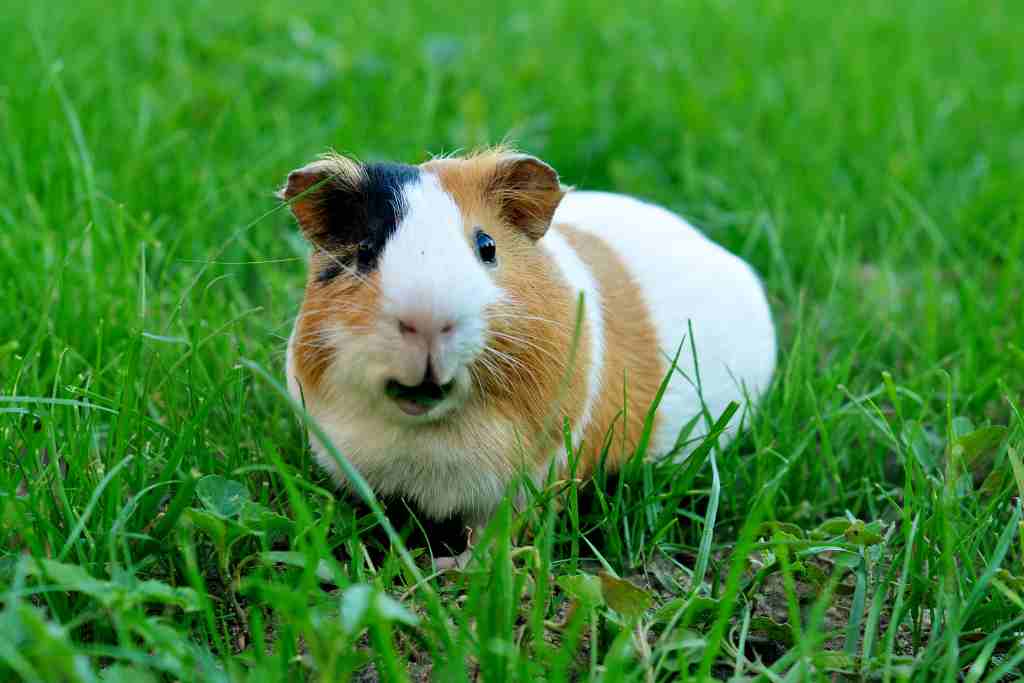 do baby guinea pigs have teeth