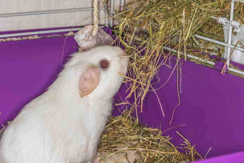 How long can guinea pigs go without hay